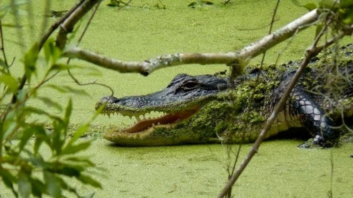 alligator
