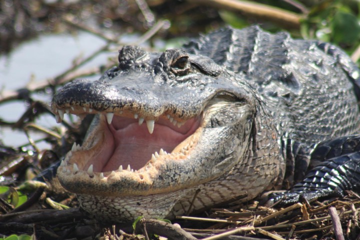 alligator