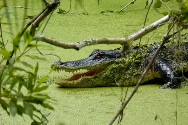 alligator