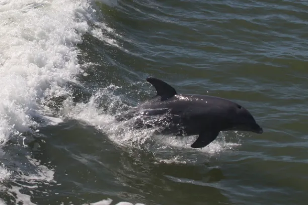 Atlantic Bottlenose Dolphin in Everglades National Park