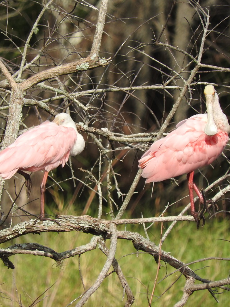Spoonbills