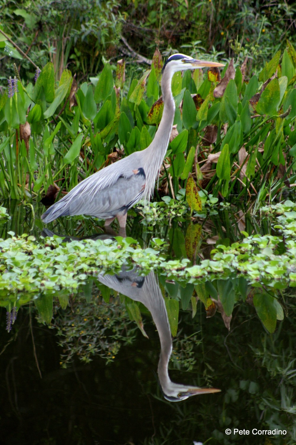 Great Blue Heron