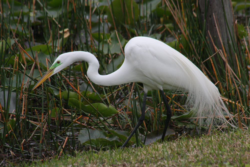 Great Egret