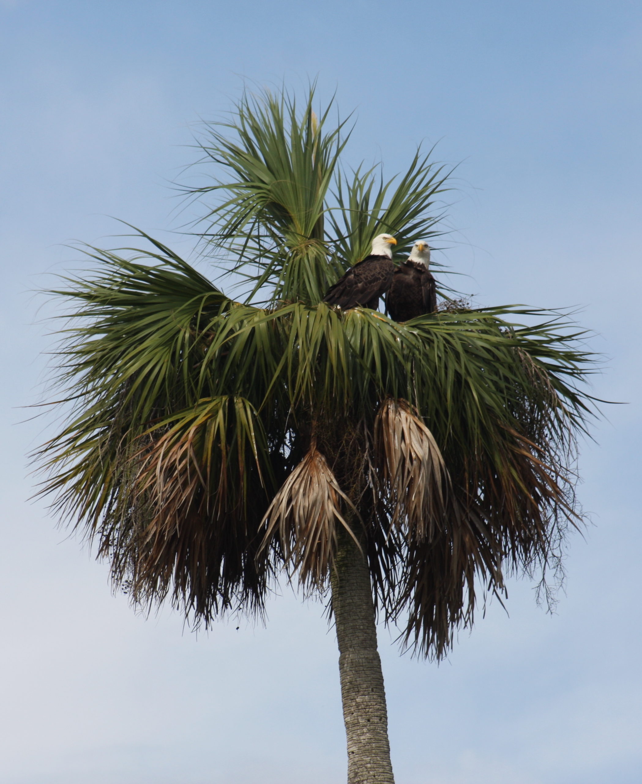 a palm tree in front of a body of water