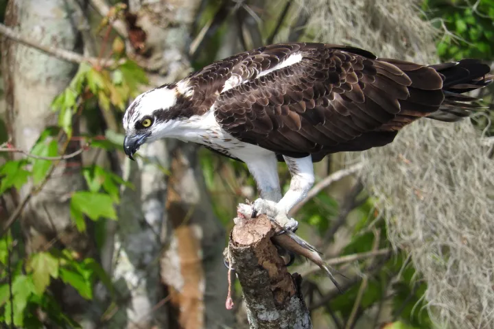 a bird standing on a branch