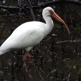 a bird standing next to a body of water