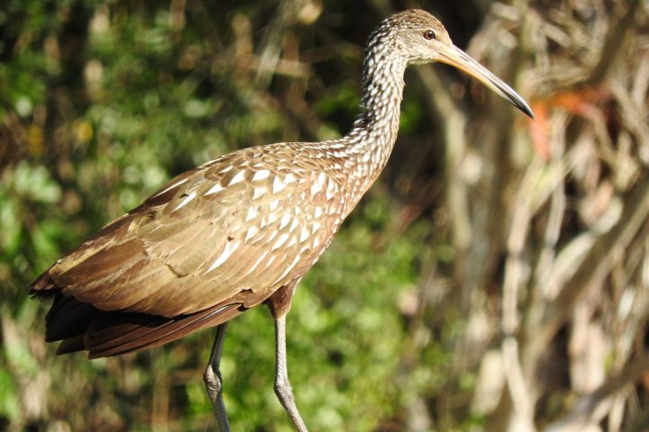 a close up of a bird