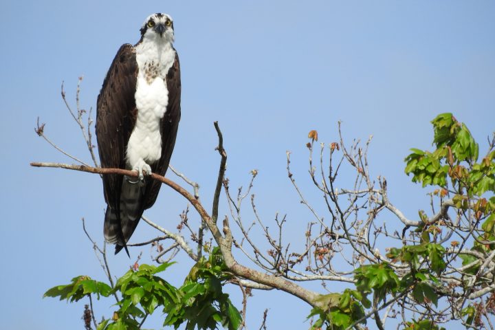 a bird perched on a tree branch