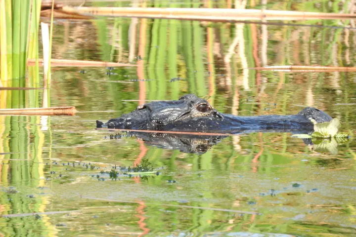 a bird swimming in water