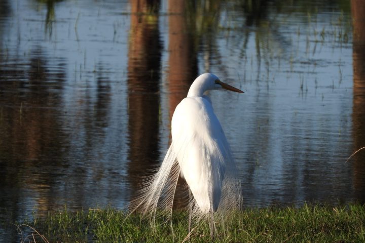 a bird standing next to a body of water