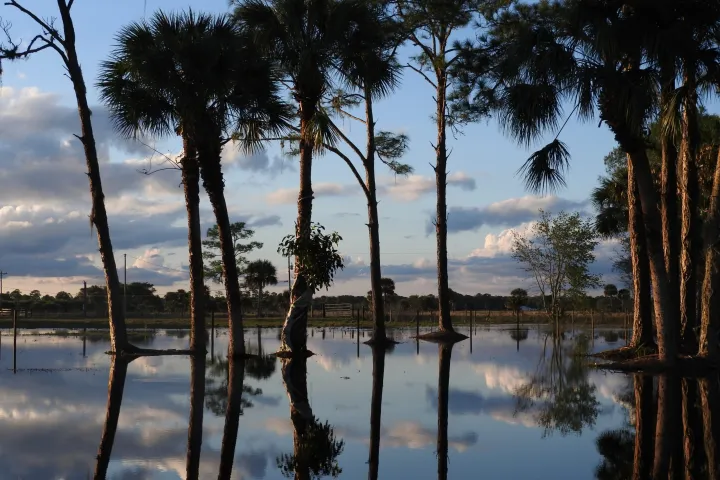a tree next to a body of water
