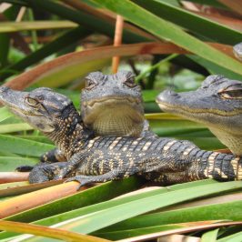 baby alligators