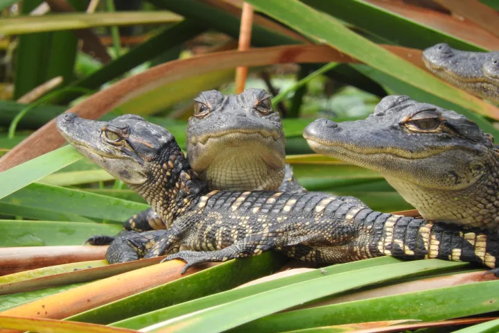 baby alligators