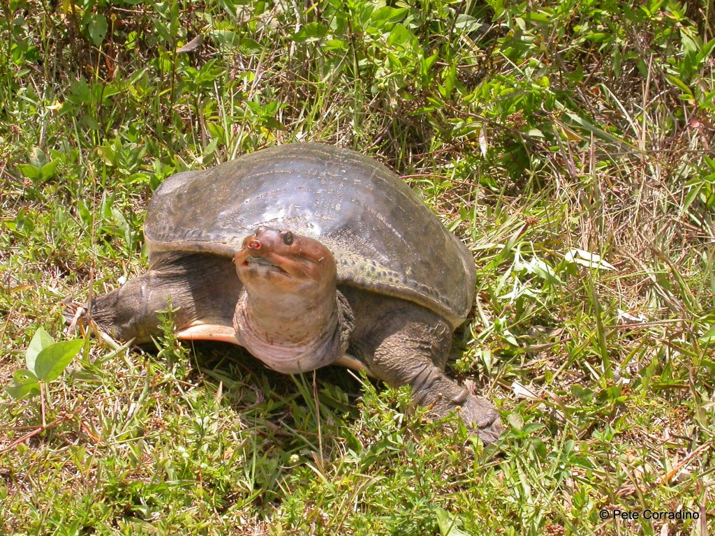 a turtle in the grass