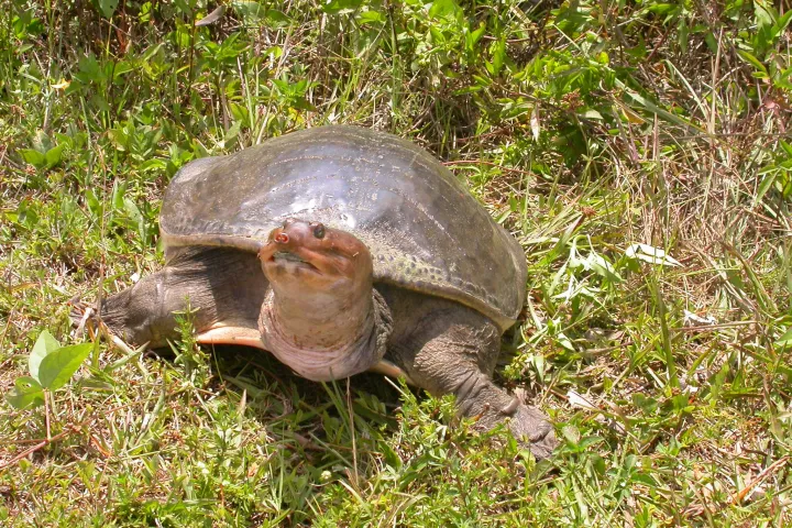 a turtle in the grass