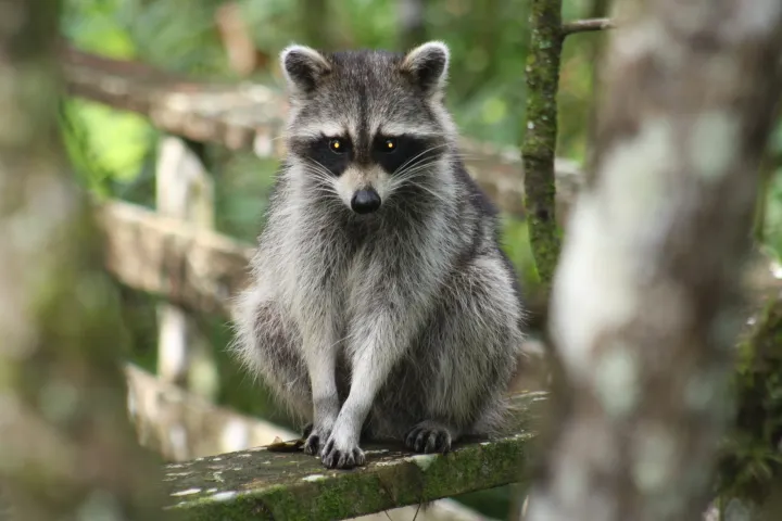 a raccoon sitting on the boardwalk