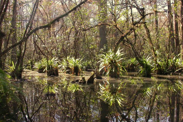 Bald Cypress Pond Apple