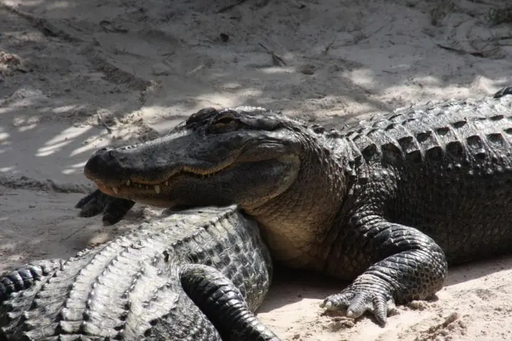a reptile lying on a sandy beach